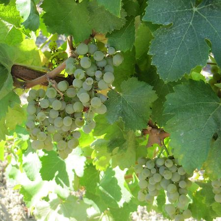 Podere Riosto Cantina&Agriturismo 피아노로 외부 사진