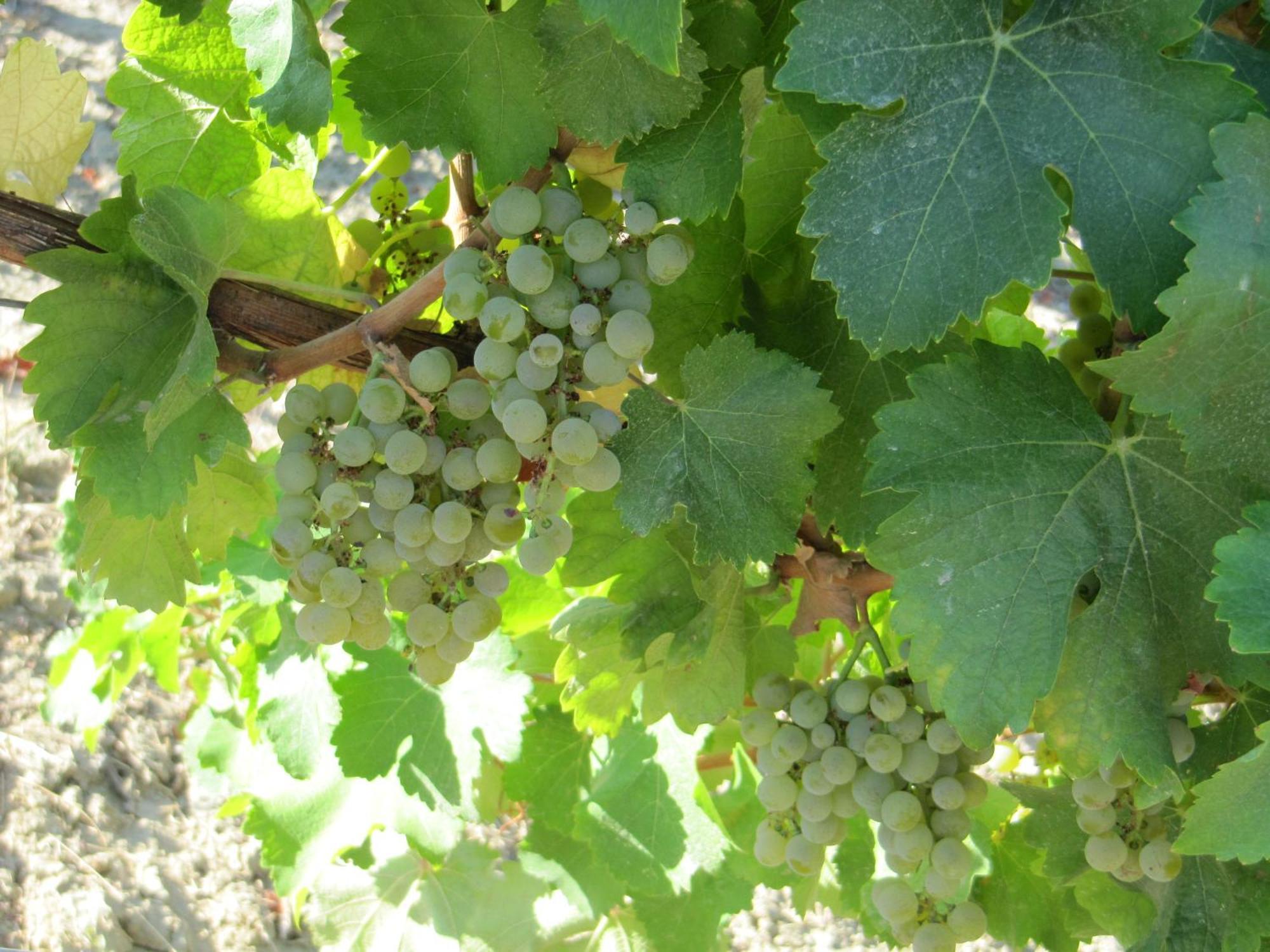 Podere Riosto Cantina&Agriturismo 피아노로 외부 사진