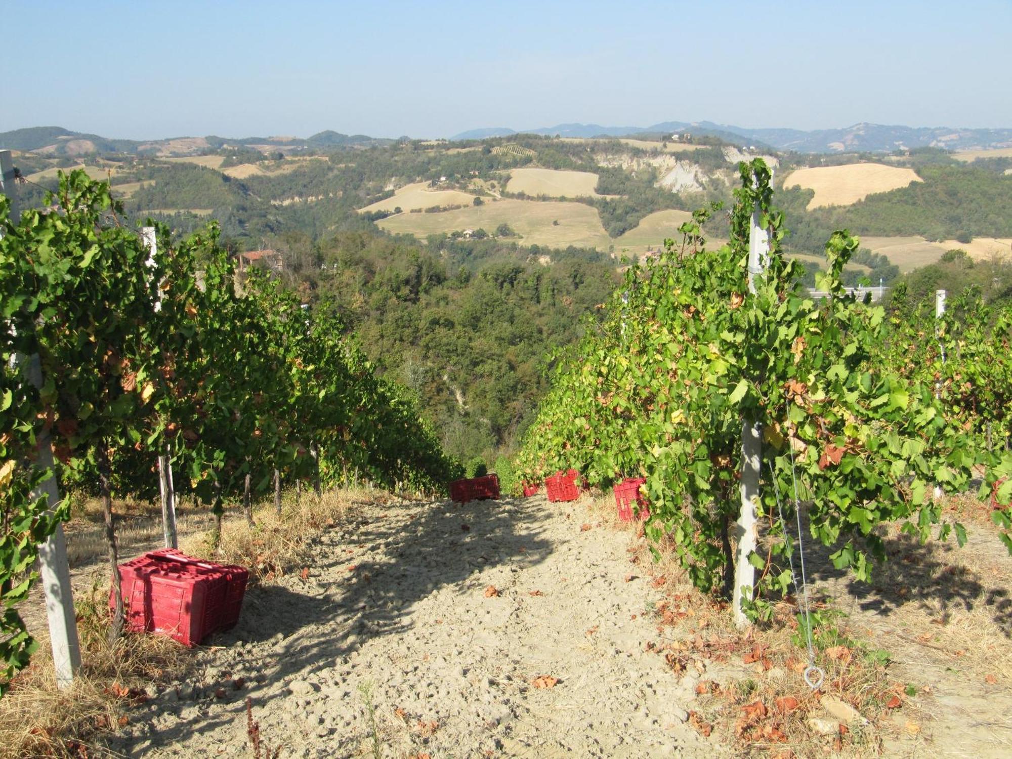 Podere Riosto Cantina&Agriturismo 피아노로 외부 사진
