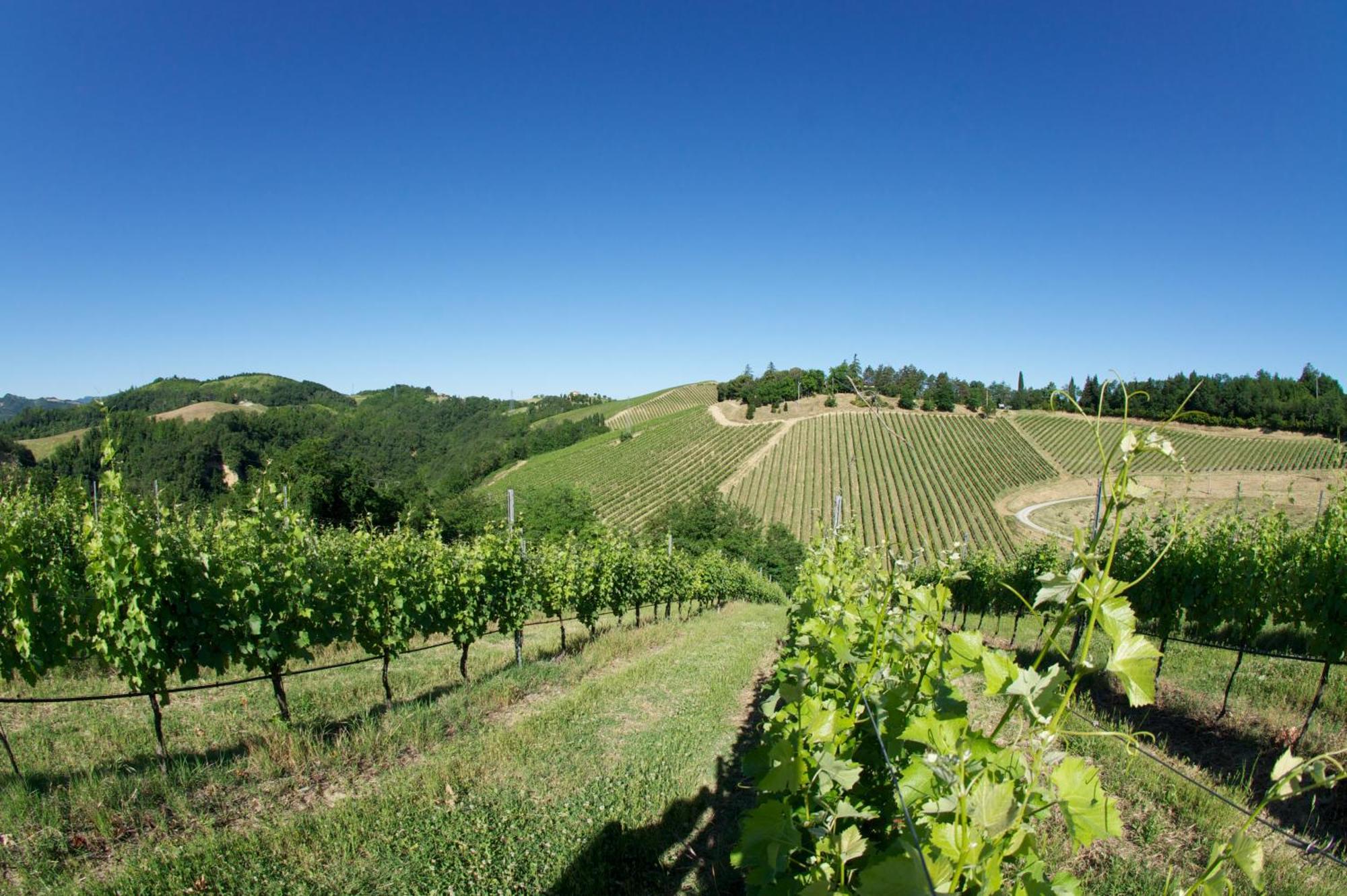 Podere Riosto Cantina&Agriturismo 피아노로 외부 사진