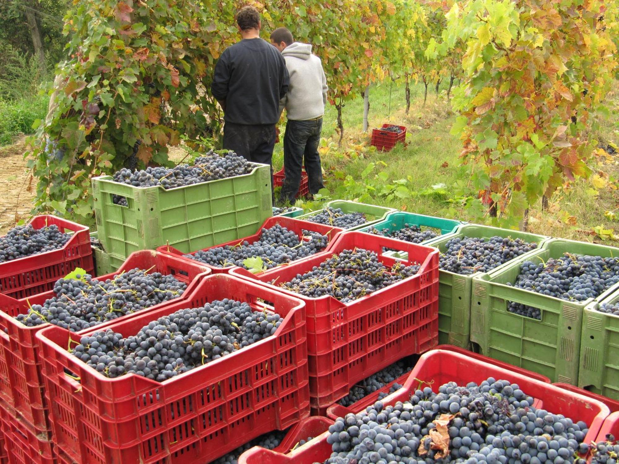 Podere Riosto Cantina&Agriturismo 피아노로 외부 사진